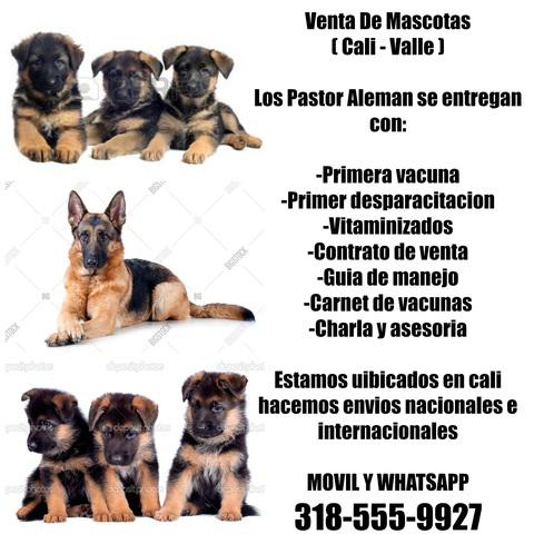 Cachorros pastor aleman finos