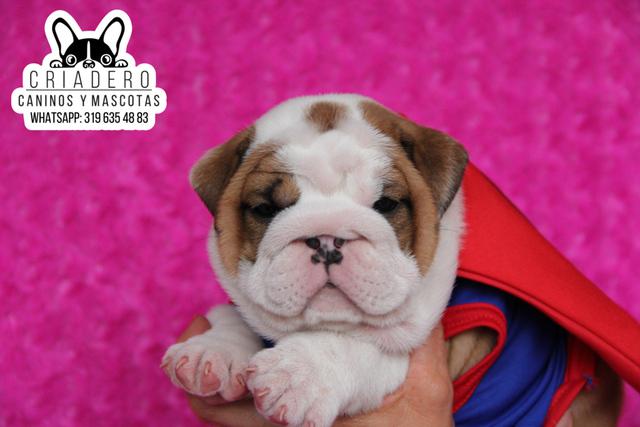 Hermosos bulldog ingles (excelentes cachorros listos para