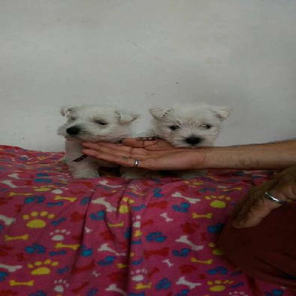 RAZA WEST HIGHLAND TERRIER MANTO BLANCO DE 58 DIAS PARA