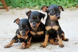 Hermosos pinscher