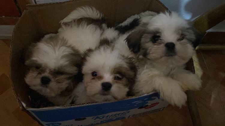 Venta de 3 cachorros shitzu machos. inf 3138962028